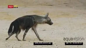 Brown hyena walking away