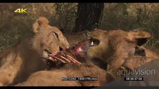 A lion pride feeding on a carcass MCU