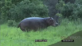 Hippo on land walking across towards African Elephant half submerged in flooded river.
