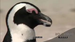 CU of Penguin face PROFILE