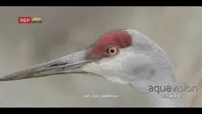 Sandhill crane standing and looking around CU PROFILE