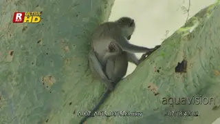 Female Vervet monkey sitting in tree with her baby grabbing onto her.