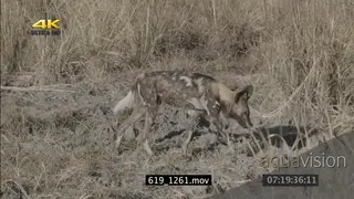 African wild dogs patrolling around through dry grass hunting SEMI DRY