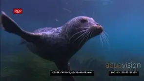 Pacific Harbour Seal