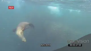 Cape fur seals Common Dolphins Cape gannets diving swimming through Sardine baitball.