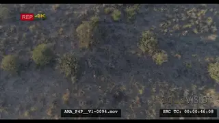 Tilted down Aerial Drone African lions 3 resting sleeping near bushes