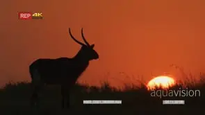Waterbuck silhouette at sunset looks up turns around