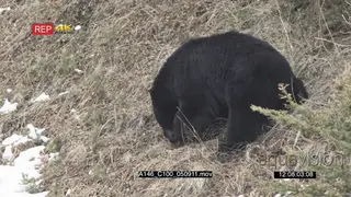 Black Bear Searching for food and sniffing around