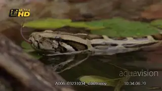 Dwarf Burmese Python (Python bivittatus progschai) tongue out, senses around with the…
