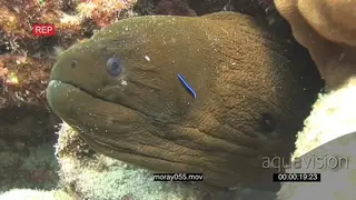 Moray Eel sticking head out of reef hunting as Bluestreak cleaner Wrasse swims around.