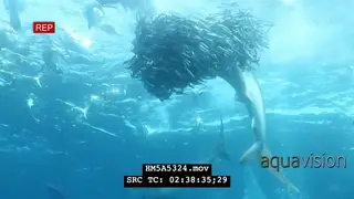 Cape Gannets with Dusky Sharks and Blacktip Sharks attacking and feeding on Sardines.