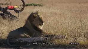 Male lion with its black mane licking its tummy