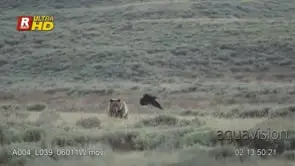 Adult Grizzly bear chasing off Raven.