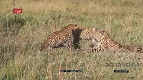 Leopard Cub scouting and playing with the Mother and other Cub