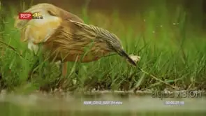 Squacco heron catching fish