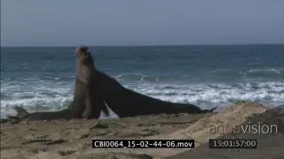Two Northern elephant seal bulls fighting over territory and harem PAN PROFILE