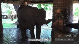 African elephants investigating reception area Mfuwe lodge walking out to courtyard.