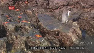 Galapagos penguin standing on rocks close to Red Rock Crabs