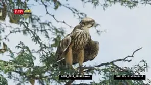 Lanner falcon perched on tree
