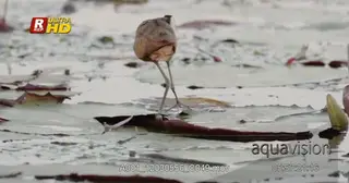 African Jacanas walking over water lily leaves and feeding on aquatic foods/insects.