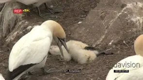 Northern Gannet shaking and picking up dead chick
