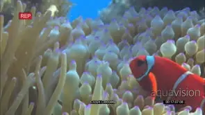 anemone and clownfish