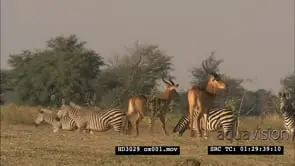 SCENIC Plains Zebra and Puku antelope grazing on African plains WS