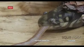 Tiger Salamander biting a worm trying to swallow it HA CU