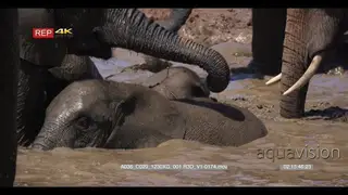 Baby elephant swimming between adults elephants.