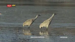 Sandhill cranes in early morning getting ready to fly, 2 fly