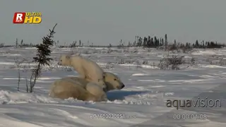 Adult female Polar Bear laying down and cubs playing playing on her back.