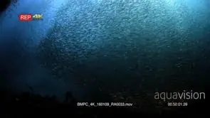 A large bait ball of Anchovies, Stolephorus indicus swirling in the sea through the God.