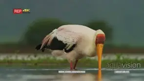 Yellow-billed stork fishing