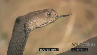 Mozambique Spitting Cobra laying on bushveld moving and being aggressive MCU PAN ZI CU
