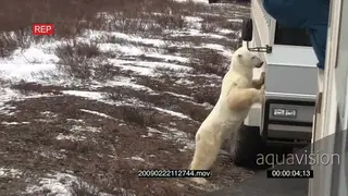 Polar bear standing investigating Tourist vehicle with tourist looking out window