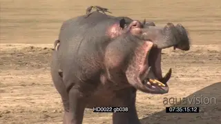 Hippo pod resting social behaviour getting agitated in river as male hippos show.