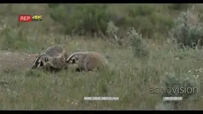 American Badger with juvenile play fighting on prairie and looking around MLS