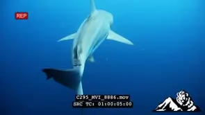 Blcktip Shark Swimming hunting GENERAL BEHAVIOUR