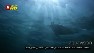 A Tracking shot a Green Sea Turtle mydas, Chelonia mydas floating up to the surface.