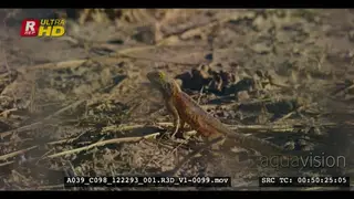 Close side view shot of a ground agama on the sand