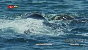 Close up shot of two southern right whale surfacing