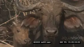 Herd of Cape Buffalo moving, looking at camera