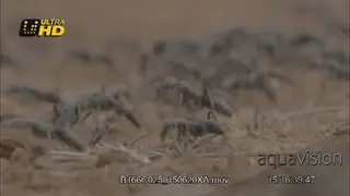 A colony of ants crawling around DRY, Close-Up.