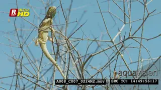 Ground agama holding on to the tree twigs. WS. Front view.