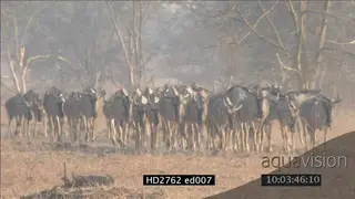 Cookson's wildebeest herd migrating in heat haze on Luangwa Rift Valley WS