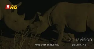 Two Black Rhinoceros standing, sparring and looking around.