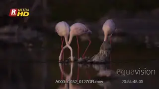 Greater flamingo trio walking, searching food and looking around.
