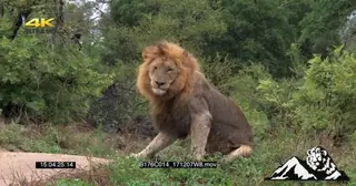 A Male Lion shakes head Roars and Groom then walks into the bush GENERAL BEHAVIOUR