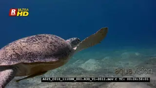 A Tracking shot Green Sea Turtle mydas, Chelonia mydas ascending for a breath of air and.