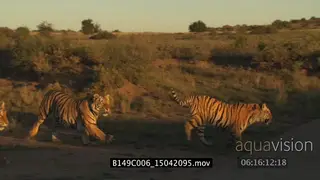 A Bengal tigress with her cubs in GOLDEN LIGHT